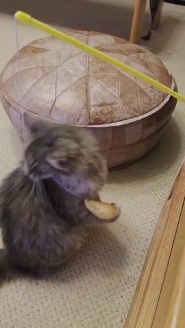 The video shows a small gray kitten playing with a yellow toy wand on a beige carpet. The kitten rolls onto its back and bites the toy.  Behind the kitten, there's a light brown leather ottoman. Part of a wooden table leg is visible in the background.