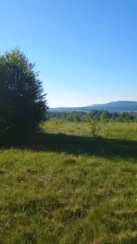 The video shows a wide shot of a grassy field under a clear blue sky. A large tree is visible on the left side of the frame. In the background, there are rolling hills covered in trees. The sunlight casts shadows across the grass.