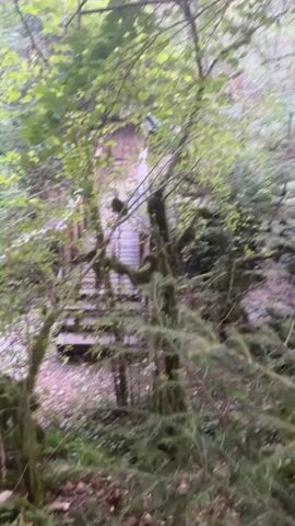 A first-person perspective video shows a hike through a forest. The video begins looking up at wooden stairs leading to a small building. The camera then pans to the right, revealing a small stream or creek with rocks. The video continues to pan and move forward through a dense forest with moss-covered trees and fallen leaves on the ground. The lighting suggests an overcast or shady day.