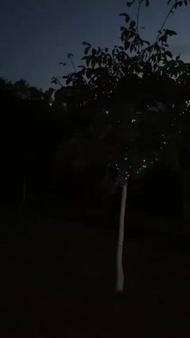 This is a low-light video recording taken outdoors at dusk or night. The camera is moving, creating a slight blur. The scene appears to be a yard or garden. In the foreground, there is a slender tree trunk wrapped in white material, with a few small, multi-colored lights strung along its branches. The background is dark, with silhouettes of trees and possibly some buildings. The sky is a dark blue, indicating it is nighttime.