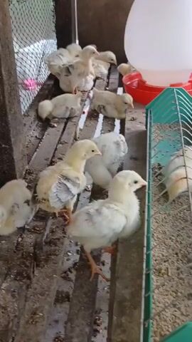 A group of young chickens are inside a wooden enclosure with a wire mesh front. The chickens are mostly yellow and white, with some having gray markings. They are standing and resting on wooden slats. In the background, a red water dispenser with a white top is visible. The ground is covered with a light-colored material, possibly bedding or feed.