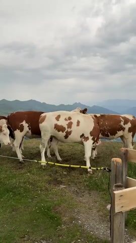 A herd of cattle, primarily brown and white in color, are standing in a grassy pasture. The cows are facing in various directions, with some looking towards the camera and others grazing. A yellow electric fence runs horizontally across the middle of the frame, separating the cows from the foreground. In the background, there are rolling hills and mountains under a cloudy sky. A wooden fence post is visible in the lower right corner of the frame. The terrain appears to be an elevated pasture or mountain slope.