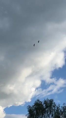 A vertical video begins by showing two birds flying in a cloudy blue sky. As the video progresses, the camera moves slightly, revealing the tops of trees and what appears to be a roof or structure in the foreground. The birds continue to fly across the frame, disappearing from view by the end of the clip.