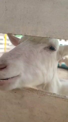 A close-up video shows the head of a white goat, which has one horn visible. The goat is behind a wooden fence. In the background, there is a decorative stone structure and other goats. The camera slowly zooms in on the goat's face, showing the fur and eye.