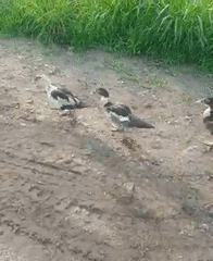 Morning scenes captured in Obehie: ducks on path, person carrying container