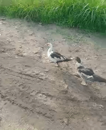 Morning scenes captured in Obehie: ducks on path, person carrying container