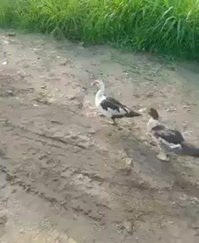 The video shows four ducks standing on a muddy path. The ducks are all black and white, with varying patterns. The path is surrounded by tall green grass on one side. The ducks are standing still and looking around. The ground appears to have vehicle tire tracks imprinted in it.