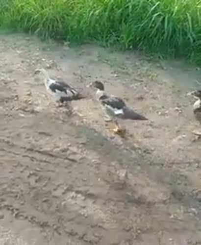 Morning scenes captured in Obehie: ducks on path, person carrying container