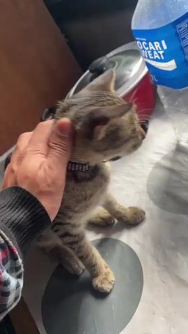 A close-up shot shows a hand petting a tabby kitten sitting on a table. The kitten wears a studded collar and has its eyes closed. In the background, a red pot and a blue plastic bottle with the "POCARI SWEAT" logo are visible. The table surface appears to be covered with a plastic sheet featuring large gray circles. The lighting is dim, creating a cozy atmosphere.