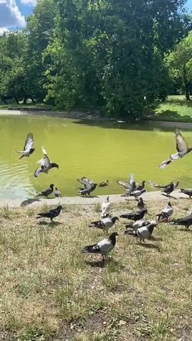 A group of pigeons gather on the grassy bank of a pond. Some pigeons are in flight, while others peck at the ground. The pond water is a murky green and trees line the opposite bank under a cloudy sky.