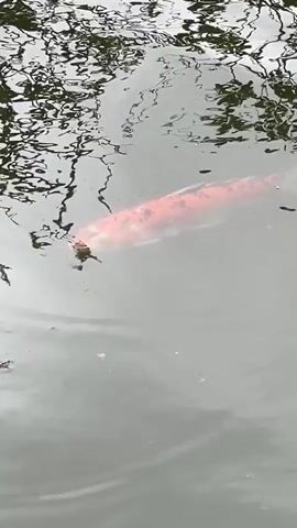 The video shows an orange and white koi swimming in a pond. The water reflects the branches of trees. The water appears green, probably due to algae. The koi is elongated in shape. The koi moves across the frame.