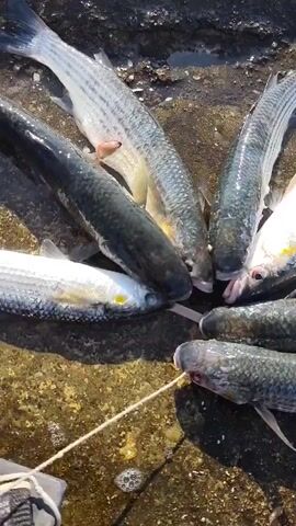 The video shows a pile of freshly caught fish on a rocky surface, likely near water. The fish appear to be mostly of the same species, with silvery scales and dark stripes. Some of the fish have visible wounds, suggesting they were recently caught. A white string is visible in the lower part of the frame, possibly used to tie the fish together. The lighting suggests it is daytime, and the environment appears to be natural and outdoors. No people are visible in the frame, but the presence of the string implies human activity. The fish are arranged in a cluster, with some overlapping each other. The texture of the rocks is rough and uneven.