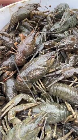 A close-up video shows a bucket overflowing with live crayfish. The crayfish are dark green and appear wet. In the background, two people's hands are visible, sorting or handling the crayfish. One person is wearing a pink shirt, and another is wearing a white shirt. The environment appears to be outdoors, possibly near water. The camera is positioned above the bucket, looking down at the crayfish. The video is approximately 5 seconds long.