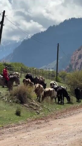 A serene pastoral scene unfolds in a mountainous region, likely Jeti Oguz, Kyrgyzstan. A person dressed in a vibrant red outfit is riding a donkey or small horse, slowly moving alongside a herd of cattle. The cattle, a mix of brown, black, and black-and-white spotted cows, are seen walking and grazing on the grassy verge of a dirt road.

In the background, majestic mountains dominate the landscape, some covered in green foliage, while others reveal rugged, rocky formations, including a distinctive red rock peak. The sky is partly cloudy, indicating a bright daytime setting. Utility poles and a rustic wooden fence are also visible, adding to the rural ambiance. The overall activity depicts a tranquil moment of herding livestock through a breathtaking natural environment. No visible text is present in the video.
