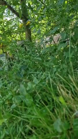 The video displays a low-angle, handheld shot of a garden scene. Lush green grass and various plants dominate the foreground. In the background, sunlight filters through the dense foliage of trees, illuminating some yellow flowers and hints of other vegetation. The camera pans slightly, offering glimpses of different plants and the overall green environment. There are no people or distinct actions visible, creating a still, nature-focused impression.