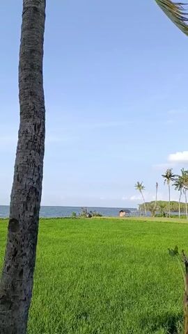 Here is a concise description of the video:

The video shows a verdant rice field under a bright blue sky with scattered white clouds. In the background, the ocean stretches to the horizon. A line of palm trees stands at the edge of the field, near the water. A tall, unadorned tree trunk frames the left side of the shot, while banana trees are visible on the right. Birds occasionally fly across the sky. The scene evokes a tropical, rural landscape.