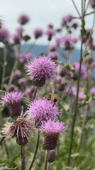 Summer morning hiking and trail life in Molveno, Dolomites