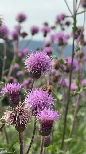 Summer morning hiking and trail life in Molveno, Dolomites