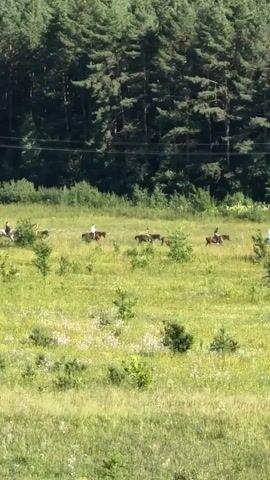 A group of at least seven people on horseback are riding in a grassy field with scattered trees. A dense forest is visible in the background, and utility poles and wires run along the edge of the field. The weather appears to be sunny.