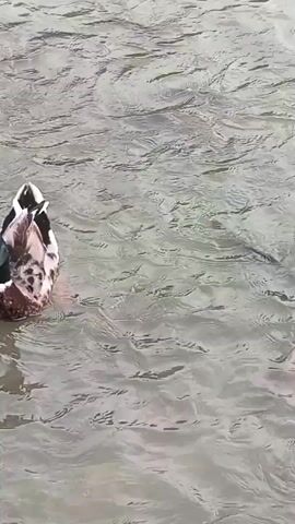 A mallard duck swims in murky water. Several fish are visible swimming around the duck and near the surface. The duck appears to be interacting with the fish, possibly attempting to catch them. The water is choppy, suggesting some movement or wind.