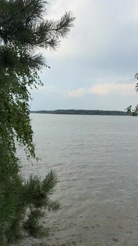 The video shows a view of a wide body of water from a shoreline. The water is calm with a slight ripple. In the foreground, there are branches of pine trees and other green foliage on the left and right sides, framing the view. The sky is overcast with clouds. In the distance, across the water, there is a tree line of a distant shore or island. The overall scene is natural and serene, with a focus on the natural landscape.