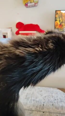 A close-up video shows a fluffy tabby cat's back and head. The cat is lying down on a surface, possibly a table, with a blurry background that includes a red stuffed animal, books, and a framed picture of autumn foliage. The cat's fur is long and appears to be a mix of brown, black, and tan. The video focuses on the cat's head and whiskers as it appears to be resting or grooming.