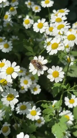 A close-up shot shows a bee foraging among white daisies. The bee is positioned in the center of the frame, on a single daisy, its body angled towards the flower's yellow center. The surrounding daisies are out of focus, creating a soft background of white petals and green foliage. The lighting suggests it is daytime, likely outdoors, with the sun illuminating the scene. The video appears to be a short, static shot of the bee's activity.