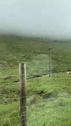 A video captures a pastoral landscape in Newry, United Kingdom, with a focus on a green, rolling hillside partially obscured by thick fog. The scene is divided by a wire fence in the foreground, with tall, dry grass growing just beyond it. The hillside is dotted with several cows, some lying down and others grazing. A single utility pole stands on the hillside, with wires visible. A small stream or watercourse runs across the middle ground. The overall atmosphere is serene and natural, with the weather suggesting a cool, overcast day, possibly early morning or late afternoon given the diffused light. The fog creates a sense of depth and mystery, softening the edges of the distant landscape. There is no visible text in the video.