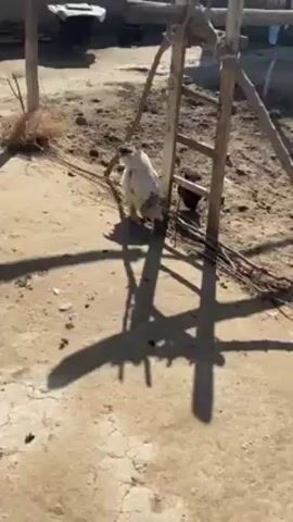The video shows a white and gray chicken standing on a dirt ground in a rural area. It is pecking at something on the ground near a wooden ladder. The sun is shining and casting shadows of the chicken and the ladder on the ground. Some dry grass and sticks are also visible in the background.