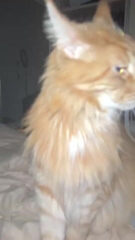 A close-up shot shows an orange tabby cat with long fur. The cat is looking down and to the right, its eyes narrowed. A hand with a light-colored fingernail is visible on the right side of the frame, gently petting the cat's head. The background is dark and blurred, with some hints of what appears to be a bed. The overall lighting is dim.