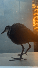 Birds interact with laptops across Indonesian locations