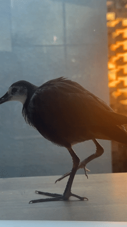 Birds interact with laptops across Indonesian locations