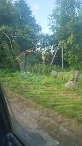 The video shows a rural road with trees and greenery on either side. A wooden pole is visible on the right side of the road. The camera appears to be mounted inside a vehicle, possibly in the passenger seat, as the side of the vehicle is visible in the lower left corner. The road surface is dirt or gravel, and the surrounding vegetation is lush and green, indicating it is likely daytime. The video is short and does not show any people or significant activity.