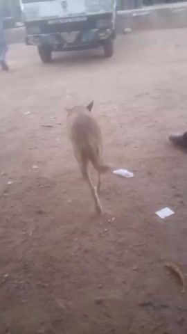 A medium-sized light brown dog walks across a dusty dirt area. Behind the dog, a white Mitsubishi Canter truck is parked. To the left of the truck, a person in a light-colored robe walks away from the camera. To the right of the dog, a person wearing dark pants and a patterned shirt walks towards the truck. The ground is covered in dirt and there are pieces of white paper scattered around. The scene appears to be outdoors, possibly in a market or a rural area, under daylight conditions.