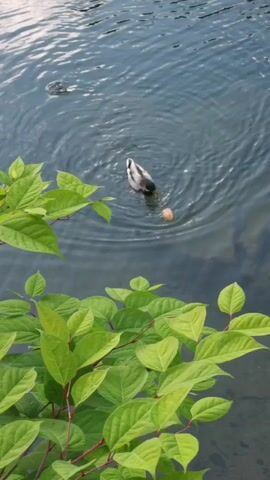 A mallard duck swims in clear water, repeatedly dunking its head to eat a piece of bread floating on the surface. Green foliage occupies the lower portion of the frame, partially obscuring the water. The duck's movements create ripples on the water.