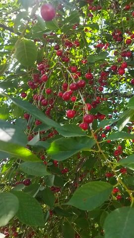 The media file shows an upward-facing view of a cherry tree heavily laden with ripe, red cherries. The camera is positioned beneath the branches, looking up through the foliage towards the sky. Numerous branches and clusters of bright red cherries are visible, interspersed with green leaves. Sunlight filters through the leaves and branches, creating dappled light and highlighting the vibrant color of the fruit. The scene appears to be set outdoors in a natural environment, likely a garden or orchard. The abundance of fruit suggests it is summertime, and the bright light indicates daytime. There are no people or specific objects besides the tree and its fruit. The overall impression is one of natural beauty and abundance, evoking a sense of ripeness and the bounty of nature. The location context of Ivanovka, Kyrgyzstan, suggests a rural or semi-rural setting where fruit trees are common.