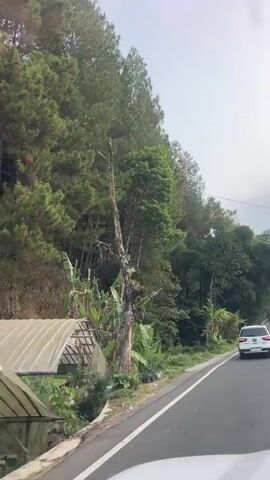 A white car travels down a winding road bordered by lush green trees. The road has white lane markings and is mostly empty except for the car and a few other vehicles in the distance. The trees on either side are tall and dense, with some banana plants visible near the road. The sky is overcast, suggesting it might be a cloudy day. The camera appears to be positioned inside another vehicle, possibly following the white car.