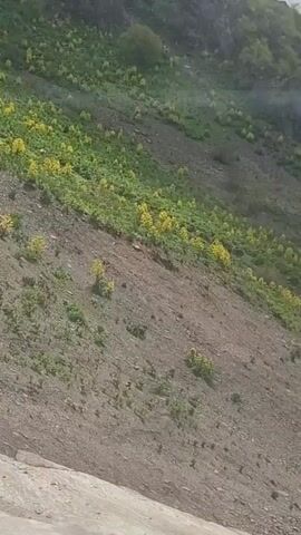 The video shows a mountainside with patches of yellow flowers interspersed with green grass. The ground is mostly dirt and small rocks. The top of the mountain is visible in the upper left of the frame. The sky is overcast. The camera is panning slightly to the left.