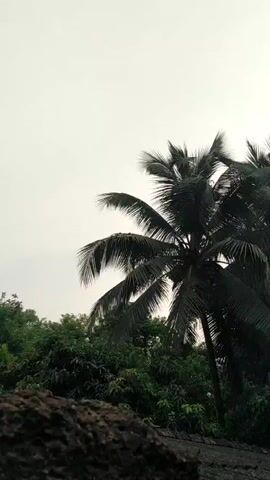 The video presents a view of several tropical trees against a grey, overcast sky. In the foreground, a dark, rough surface, possibly a roof or a wall, provides a base for the shot. Lush green foliage fills the middle ground, dominated by the silhouettes of coconut palm trees. The palm trees' fronds are prominently featured, their sharp, linear shapes contrasting against the softer forms of the other trees. The overall lighting is flat, obscuring details within the dense vegetation. The camera gradually pans across the scene, revealing more trees.