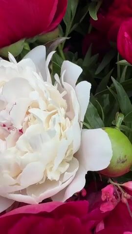The video displays a close-up view of a bouquet of peonies. The bouquet is composed of both white and deep pink peonies, with lush green foliage. The flowers appear fresh and fully bloomed, with soft, layered petals. Some of the deep pink peonies are in the foreground, obscuring parts of the white peony behind them. A slight haze or mist is visible around the flowers, suggesting a cool or humid environment, or possibly artificial mist for effect. The background is dark and out of focus, indicating that the focus is solely on the floral arrangement. The camera slowly zooms out, revealing more of the bouquet and its vibrant colors.