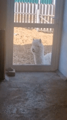 Mixed animal enclosures and street scenes documented morning hours