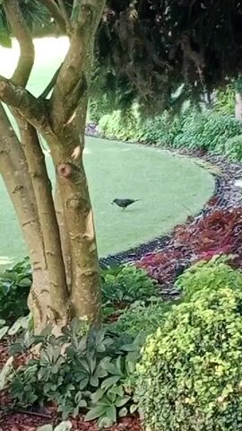 A black bird walks across a curved patch of green grass in a garden. The bird is facing to the left and appears to be pecking at the ground. In the foreground, there are the trunks of two trees and various green plants and bushes. The background consists of more green foliage. The lighting suggests it is daytime.