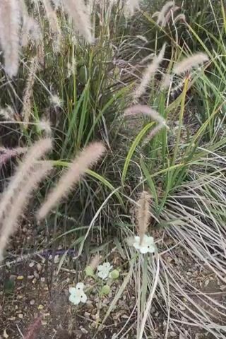 A close-up shot pans across a clump of ornamental grass. The grass has feathery plumes that are light brown and some have hints of pink and purple. In the foreground, there are a few small white flowers with yellow centers. The ground is covered in small pebbles and dirt. The video appears to be taken outdoors in natural light.