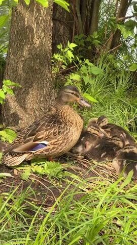 A mother duck and her ducklings are nestled together at the base of a tree. The mother duck is a mottled brown with a blue speculum on her wing. She is alert and watching her surroundings. Her ducklings, a fluffy cluster of black and brown, are tucked closely against her side, some asleep, others peeking out. They appear to be in a grassy, natural setting, possibly near water, given the presence of ducks. The lighting suggests it's daytime, likely morning or afternoon, with sunlight dappling through the leaves of the tree and surrounding foliage. The scene conveys a sense of peace and maternal care. The location is identified as Kurilovo SNT, Russia.