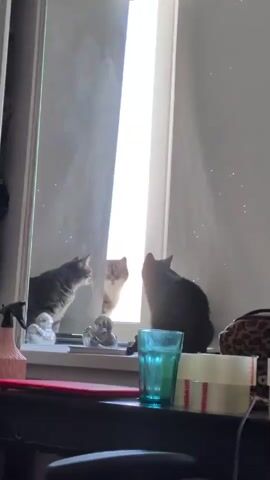 Two cats sit on a windowsill. One cat, with gray fur, is facing a mirror, looking at its reflection. Another cat, dark gray, is facing away from the mirror, looking out a window. The mirror is tall and narrow, positioned to the left of the window. There are small decorative objects on the windowsill in front of the gray cat. To the right of the window, on a surface below the windowsill, there is a blue glass, a roll of clear tape, and a leopard-print bag. A pink spray bottle is visible on the windowsill to the far left. The lighting in the scene is bright, coming from the window.