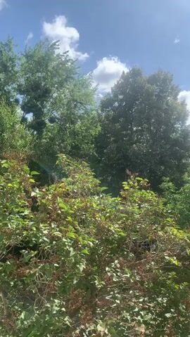 This is a short video of trees and bushes against a blue sky with clouds. The camera is slightly shaky. The foliage is green and appears healthy. The sunlight suggests it is daytime. There are no people or animals visible in the frame.