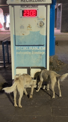 Dogs, landmarks captured during Friday night in Podgorica, Montenegro