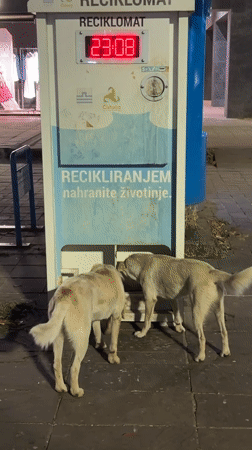 Dogs, landmarks captured during Friday night in Podgorica, Montenegro