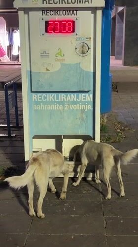 Dogs, landmarks captured during Friday night in Podgorica, Montenegro