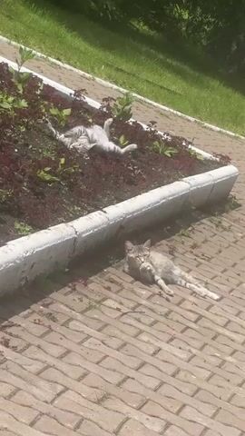 Two domestic cats are lounging outdoors on a sunny day. One cat, a tabby with a grey and tan coat, is stretched out on a brick walkway, basking in the sun with its eyes mostly closed. It appears relaxed, with one paw raised near its face. The other cat, a lighter grey tabby with distinct dark stripes, is lying on its back in a raised flower bed filled with dark red and green plants. Its legs are splayed out, and its body is contorted as if enjoying the sun's warmth. The flower bed is bordered by a white concrete curb. Behind the flower bed, a patch of green grass is visible. The scene suggests a warm, clear day, likely in the late morning or early afternoon, given the bright sunlight and long shadows. The setting appears to be a public park or garden area in Yakty-Kul, Russia. No text is visible in the media. The overall mood conveyed is one of peacefulness and leisure.